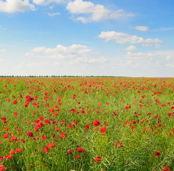 Mohn auf der grünen Wiese — Stockfoto