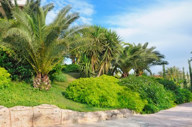 güzel bir parkta tropikal palmiye ağaçları