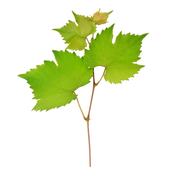 Feuilles de raisin isolées sur fond blanc — Photo