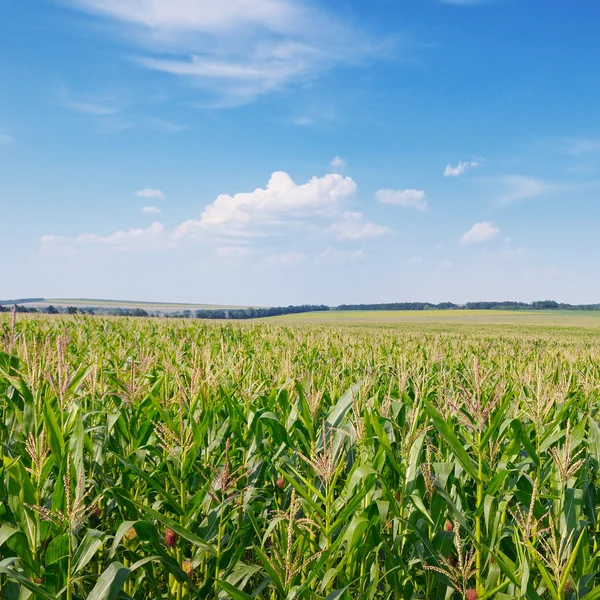 Majsfält och blå himmel — Stockfoto