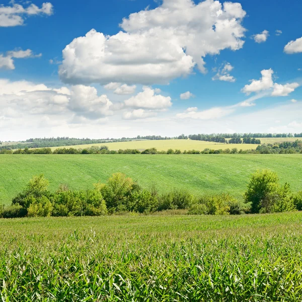 Majsfält och blå himmel — Stockfoto