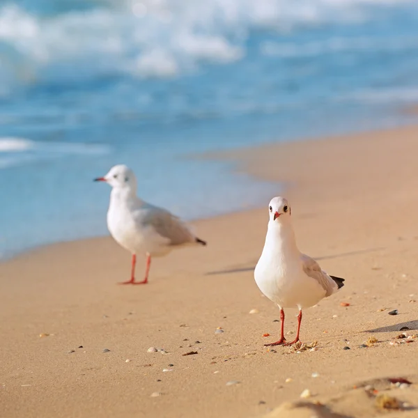 Seagulls, sea and sandy beach — Stock Photo, Image