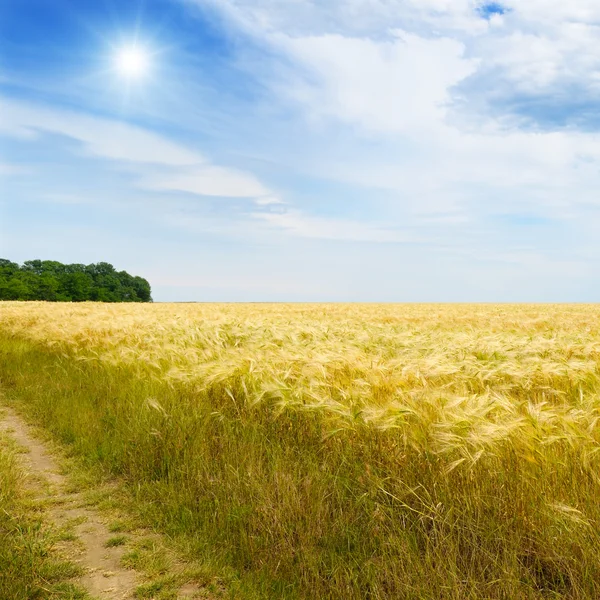 Campo de trigo, sol y cielo azul —  Fotos de Stock