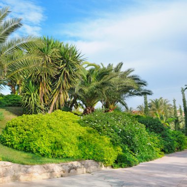 güzel bir parkta tropikal palmiye ağaçları