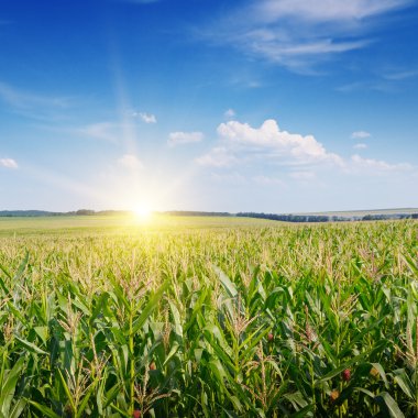 Mısır tarlasında gün doğumu