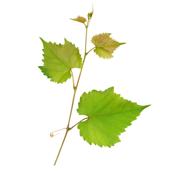 Hojas de uva aisladas sobre fondo blanco — Foto de Stock
