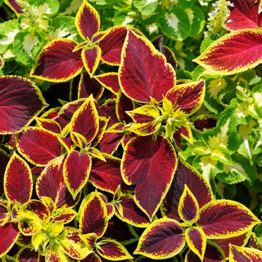 güzel arka plan kırmızı Sardunya yaprağı