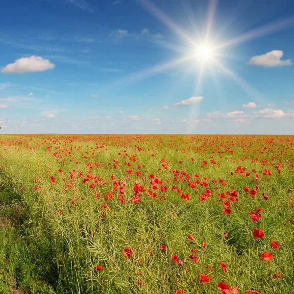 Feld mit Mohn und Sonne am blauen Himmel — Stockfoto