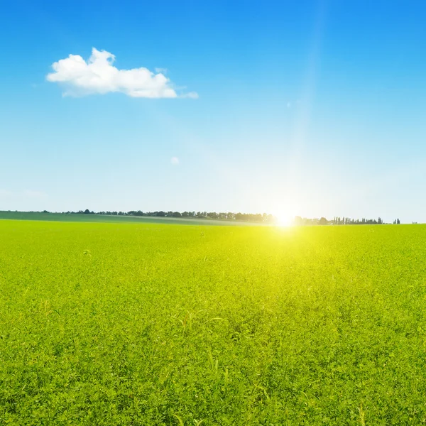 Hermoso amanecer sobre campo de trigo — Foto de Stock