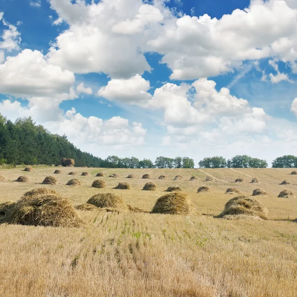 Field with Stacks of straw and blue sky — Stock Photo, Image