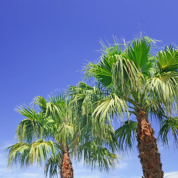 Palm on background of blue sky — Stock Photo, Image