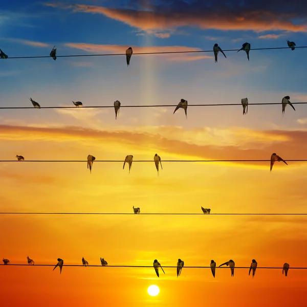 Flock fåglar på en bakgrund av sunrise — Stockfoto