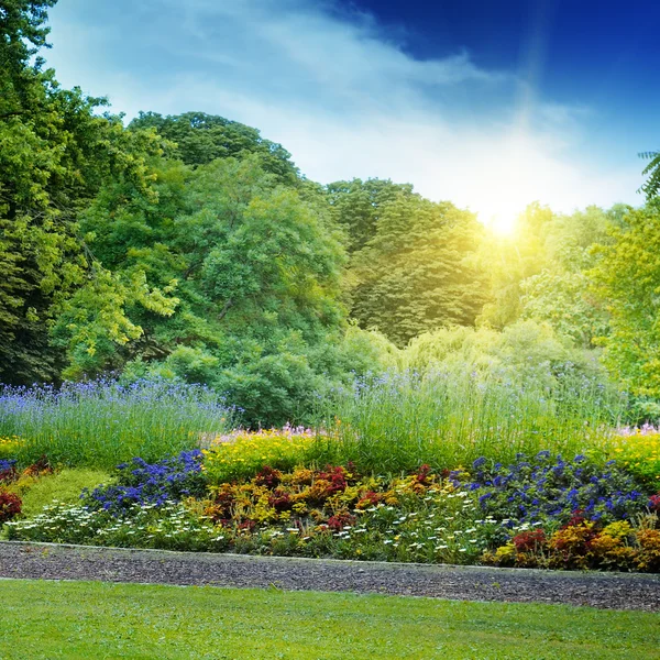 Summer park with a beautiful flower bed — Stock Photo, Image