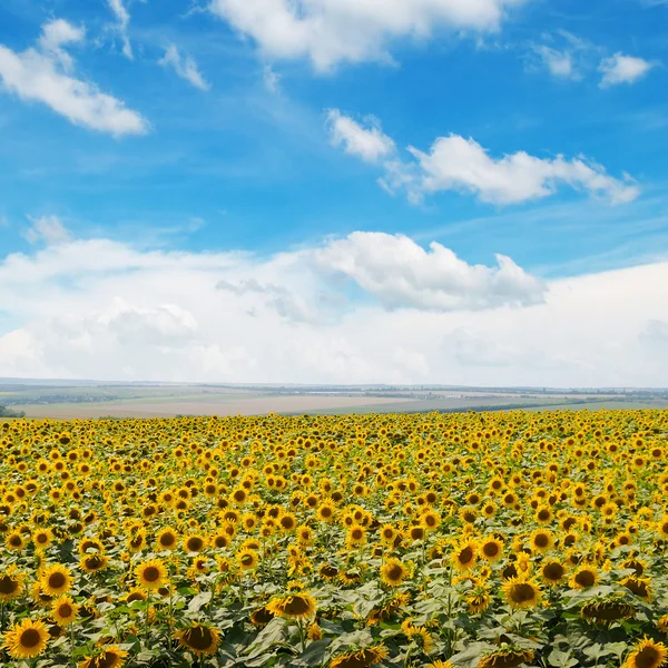 Campo de girasoles y cielo azul — Foto de Stock