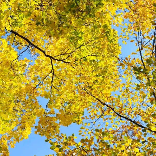 Hojas amarillas de otoño sobre fondo cielo azul —  Fotos de Stock