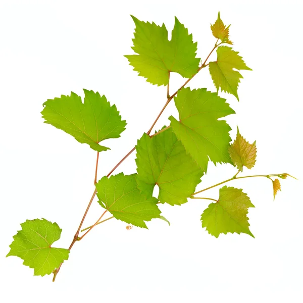 Виноградная лоза и листья на белом фоне — стоковое фото