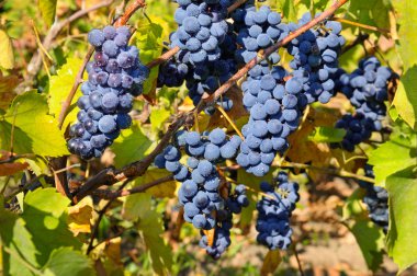 Sarmaşıkta üzüm demetleri