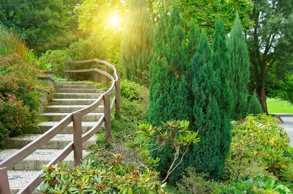 Beautiful summer park and sunrise — Stock Photo, Image