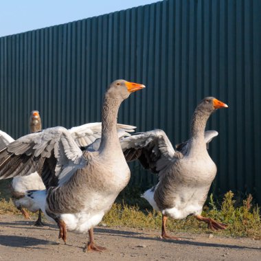 domestic geese on a farm clipart