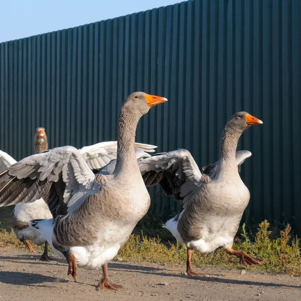 Binnenlandse ganzen op een boerderij — Stockfoto