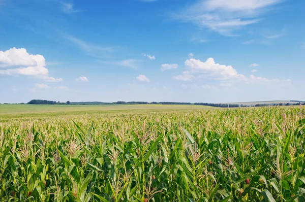 Grön majs fält och blå himmel — Stockfoto