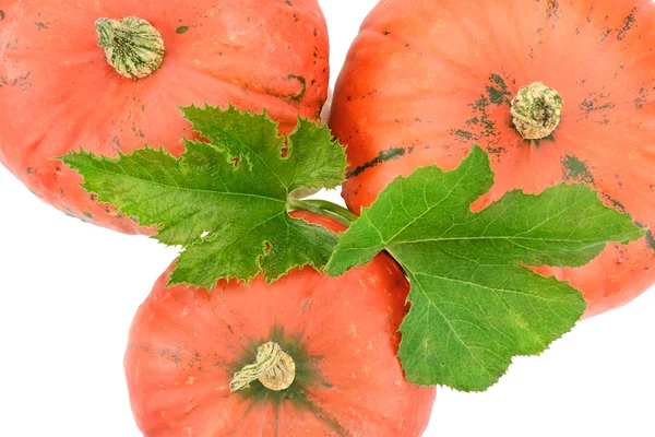 Citrouilles isolées sur fond blanc — Photo