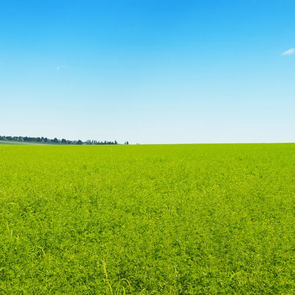 Зелене поле і блакитне безхмарне небо — стокове фото