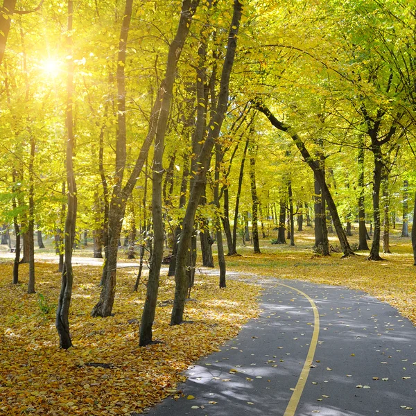 Hermoso parque de otoño y sol —  Fotos de Stock