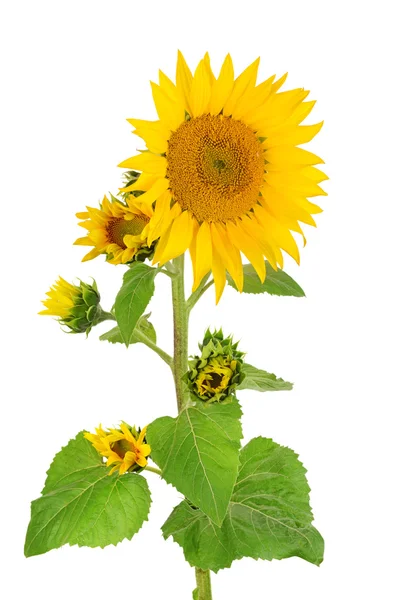 Fleurs tournesol isolé sur fond blanc — Photo