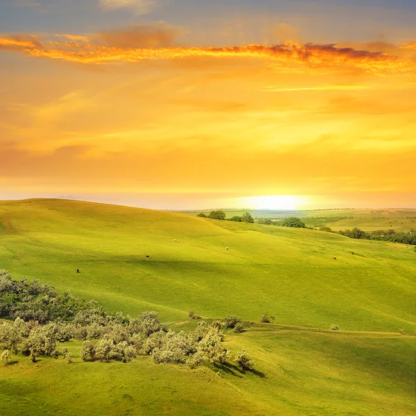 Velden en zonsopgang — Stockfoto