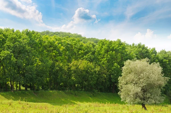 Bos, groene weide en blauwe hemel — Stockfoto