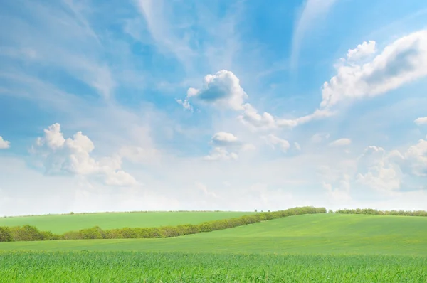 Groen veld en blauwe lucht — Stockfoto