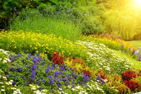 明亮的园林花卉的美丽背景 — 图库照片