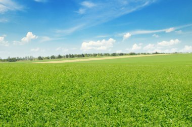 yeşil tarla ve mavi gökyüzü