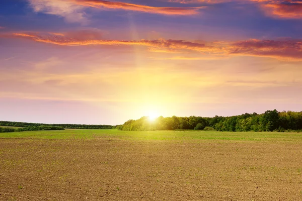 Orat pole a krásný západ slunce — Stock fotografie
