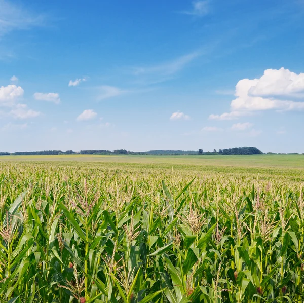 Grünes Maisfeld und blauer Himmel — Stockfoto