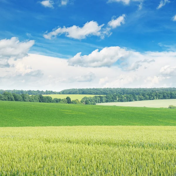 Campo verde pitoresco e céu azul — Fotografia de Stock