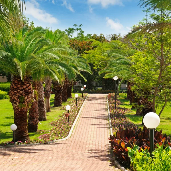 Alley with tropical palm trees and lawn — Stock Photo, Image