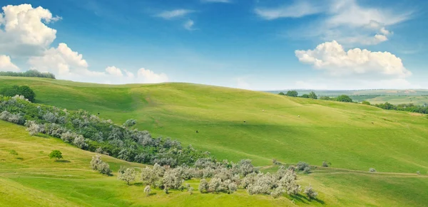 Зеленое поле и голубое небо с легкими облаками — стоковое фото