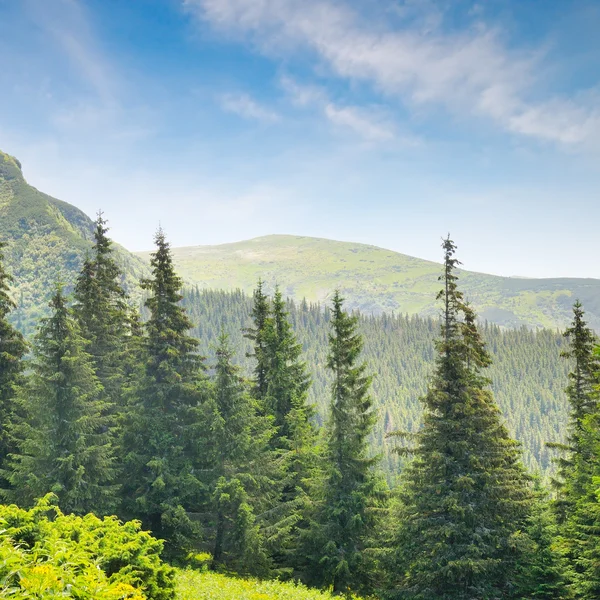 Bosque de abetos en la ladera — Foto de Stock