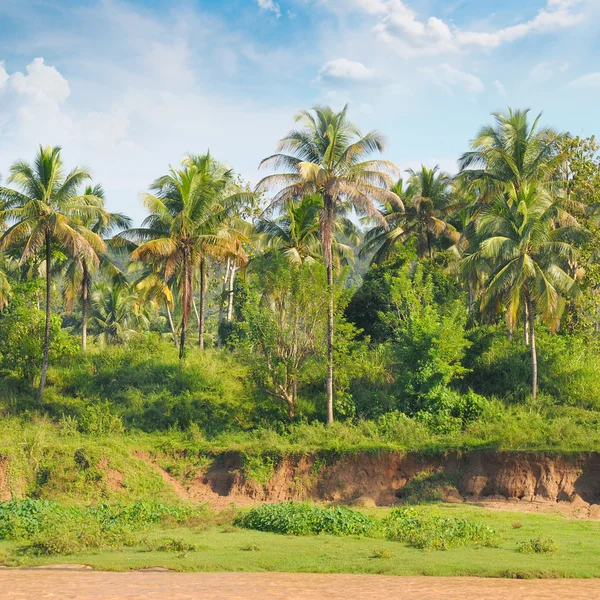 Forêt tropicale de palmiers au bord de la rivière — Photo