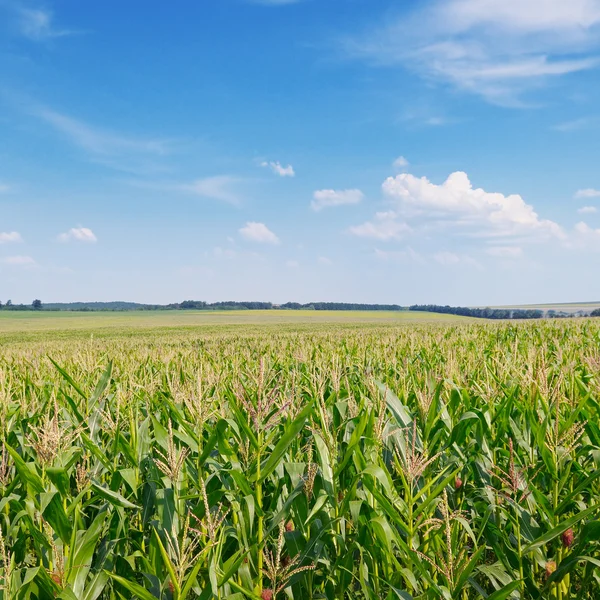 Grön majs fält och blå himmel — Stockfoto