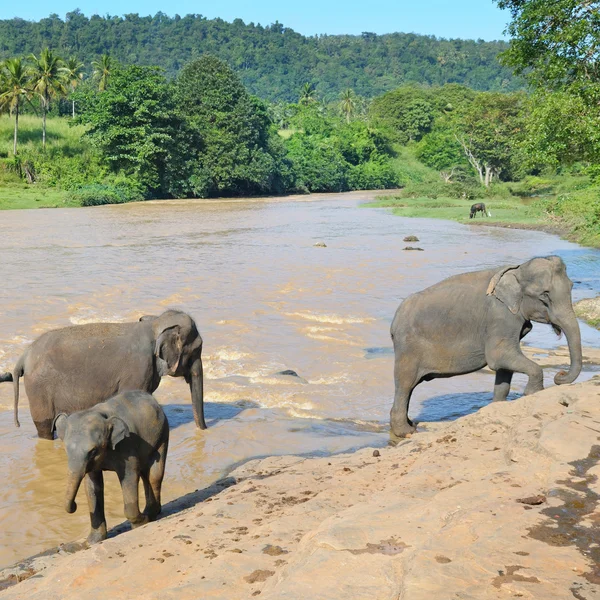 Elefantenherden baden im Fluss — Stockfoto