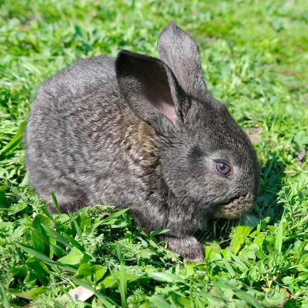 Kanin på grønn gressbakgrunn – stockfoto