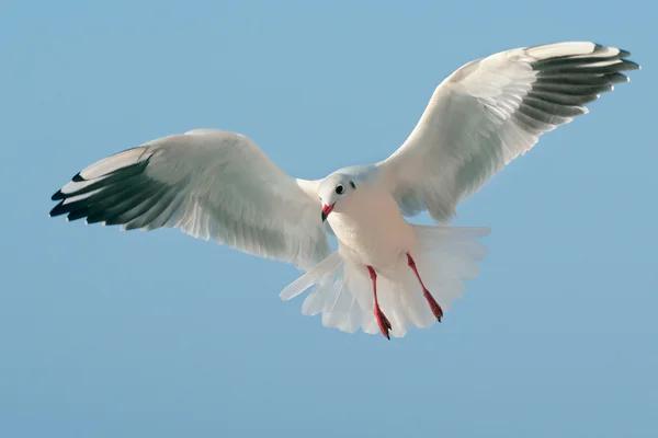 Mouette en vol contre le ciel bleu — Photo