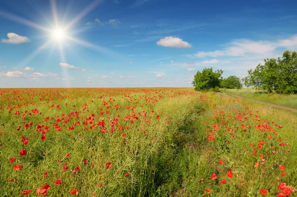 Feld mit Mohn und Sonne am blauen Himmel — Stockfoto