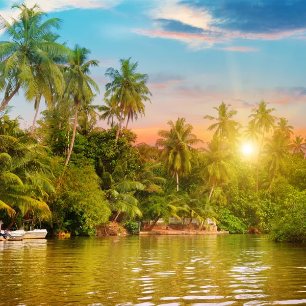 Fluss, schöner Sonnenaufgang und tropische Palmen — Stockfoto