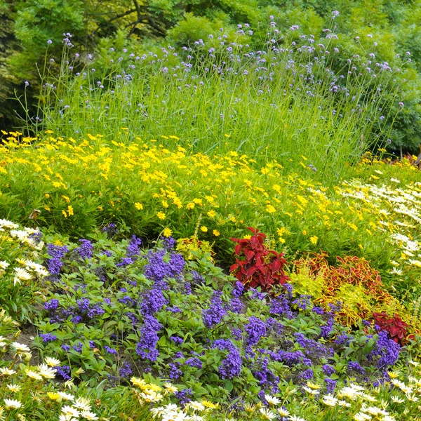 Beautiful background of bright garden flowers — Stock Photo, Image