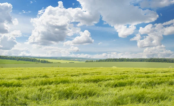 Campo de trigo e céu azul — Fotografia de Stock