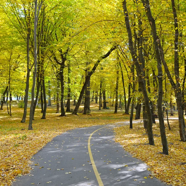 Krásné podzimní park s měkkou slunečního záření — Stock fotografie